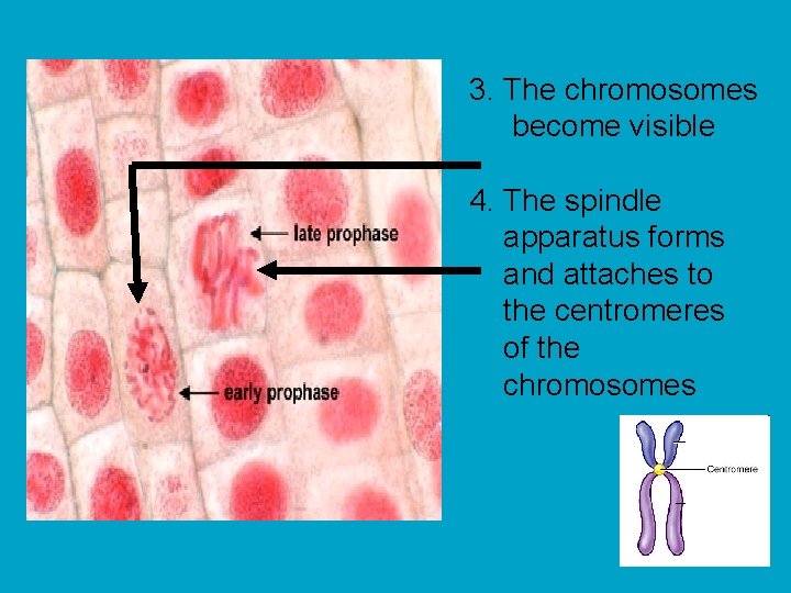 3. The chromosomes become visible 4. The spindle apparatus forms and attaches to the