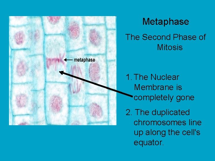 Metaphase The Second Phase of Mitosis 1. The Nuclear Membrane is completely gone 2.