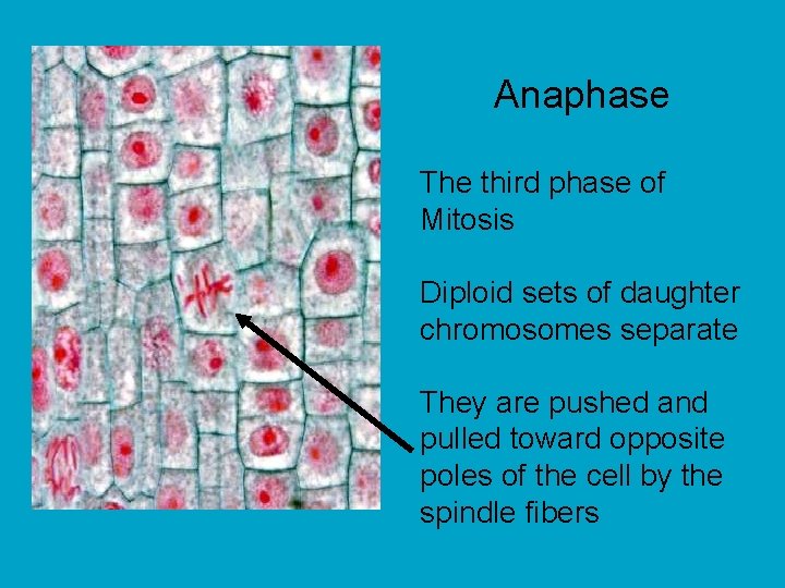 Anaphase The third phase of Mitosis Diploid sets of daughter chromosomes separate They are