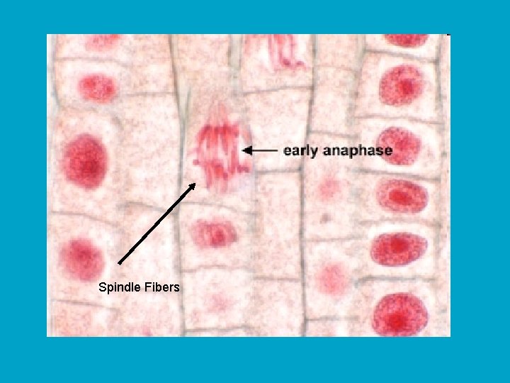 Spindle Fibers 