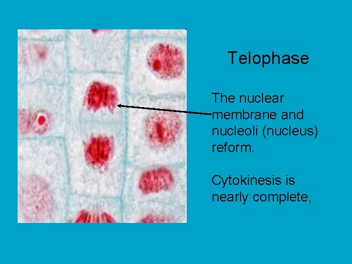 Telophase The nuclear membrane and nucleoli (nucleus) reform. Cytokinesis is nearly complete, 