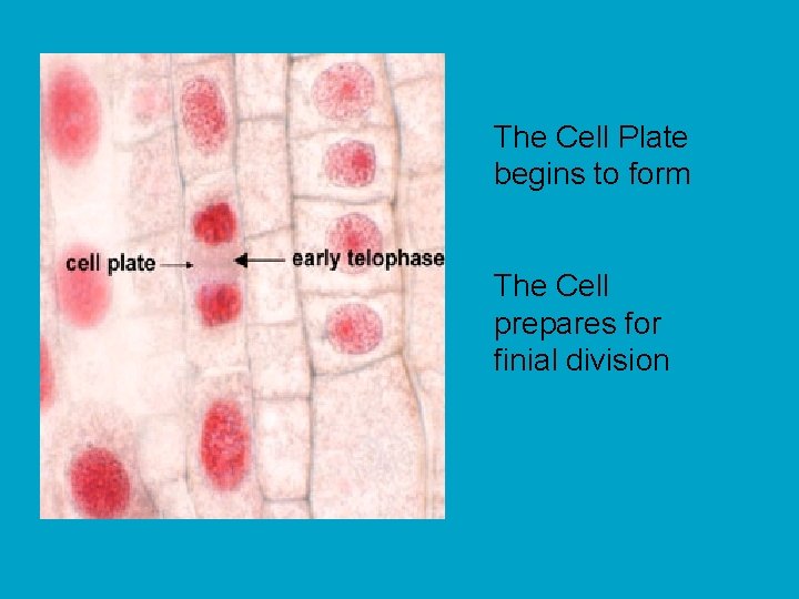 The Cell Plate begins to form The Cell prepares for finial division 