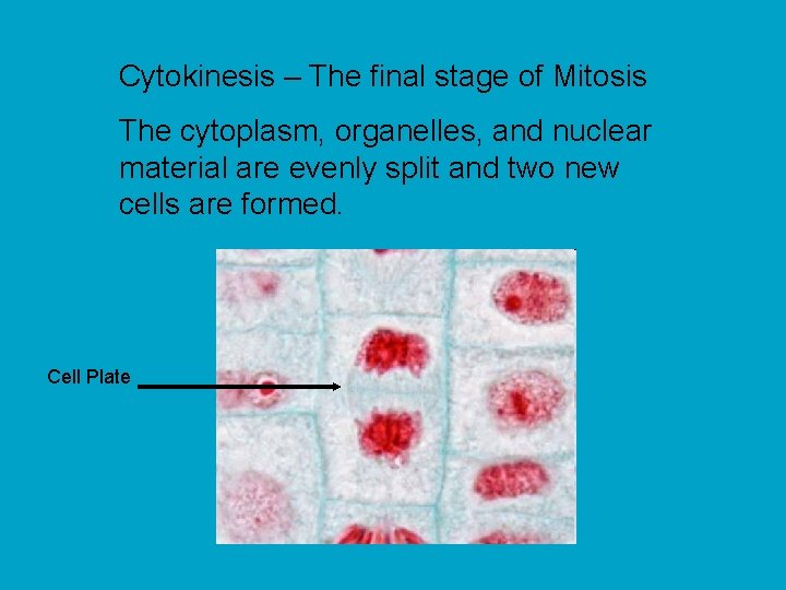 Cytokinesis – The final stage of Mitosis The cytoplasm, organelles, and nuclear material are