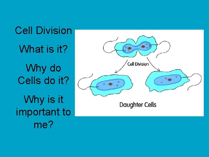 Cell Division What is it? Why do Cells do it? Why is it important