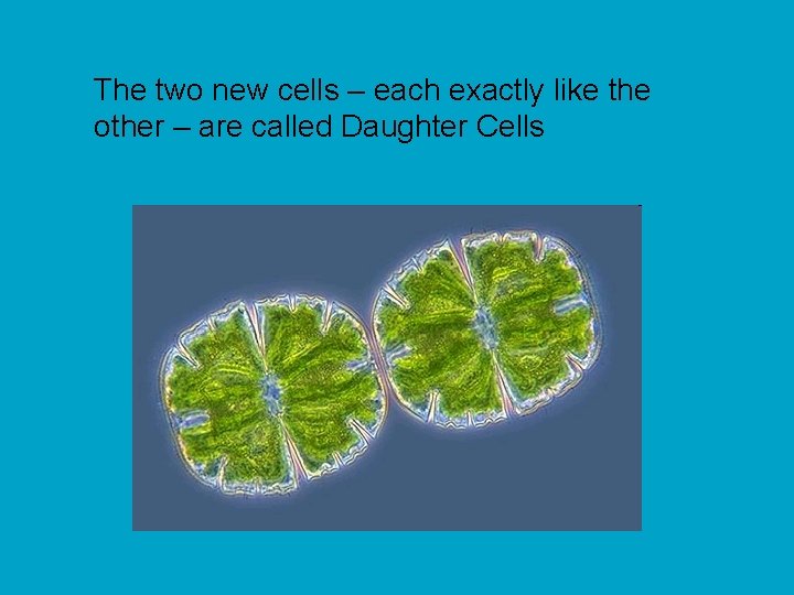 The two new cells – each exactly like the other – are called Daughter
