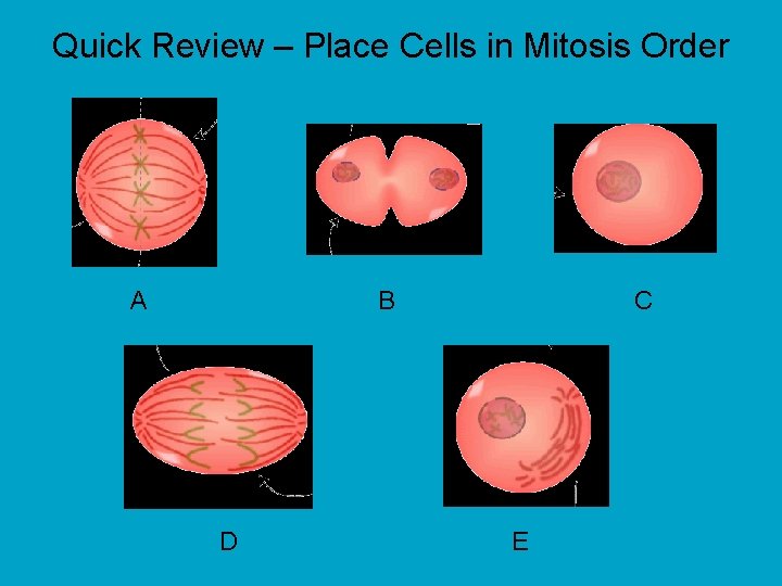 Quick Review – Place Cells in Mitosis Order A B D C E 