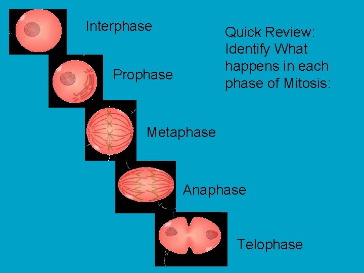 Interphase Quick Review: Identify What happens in each phase of Mitosis: Prophase Metaphase Anaphase