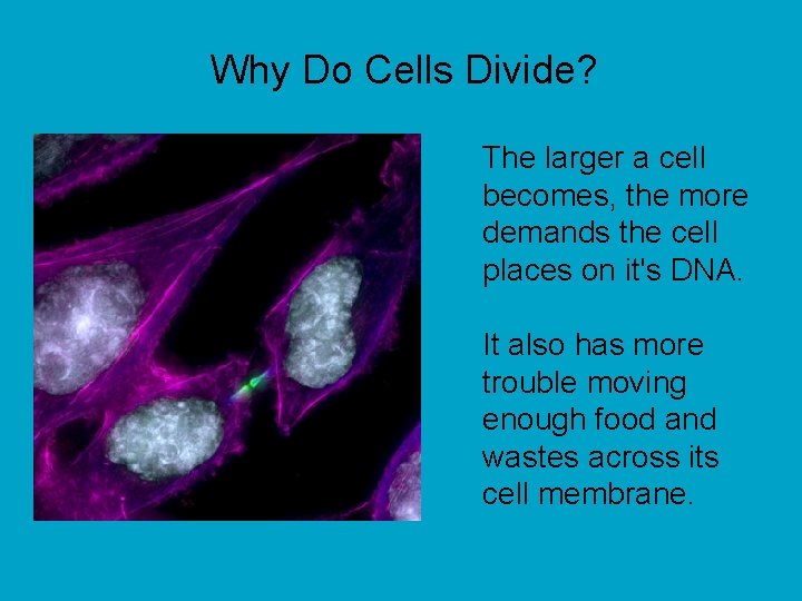 Why Do Cells Divide? The larger a cell becomes, the more demands the cell