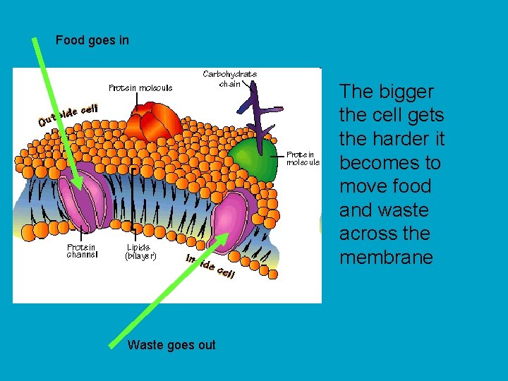 Food goes in The bigger the cell gets the harder it becomes to move