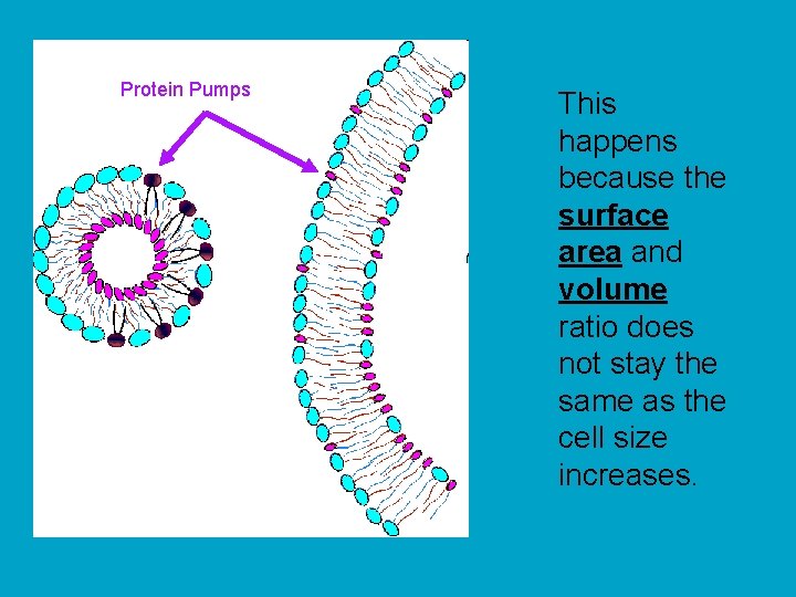 Protein Pumps This happens because the surface area and volume ratio does not stay