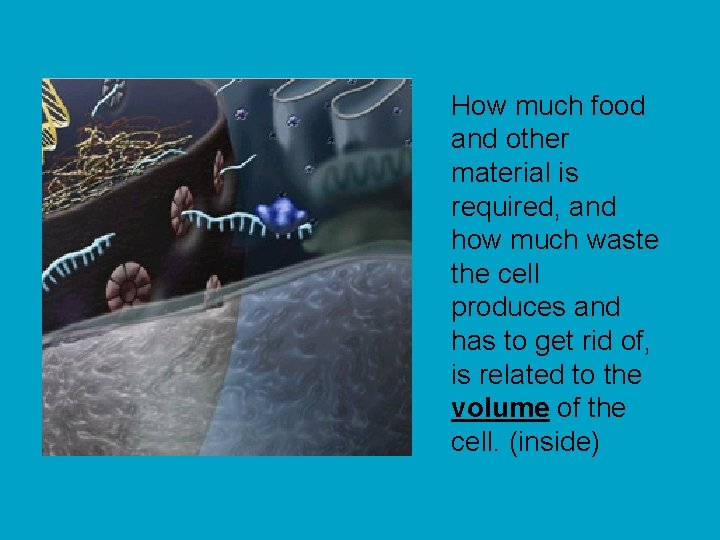 How much food and other material is required, and how much waste the cell