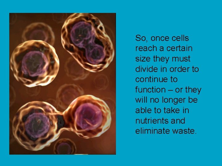 So, once cells reach a certain size they must divide in order to continue