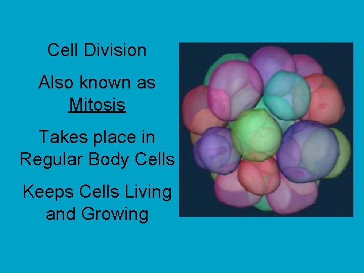 Cell Division Also known as Mitosis Takes place in Regular Body Cells Keeps Cells