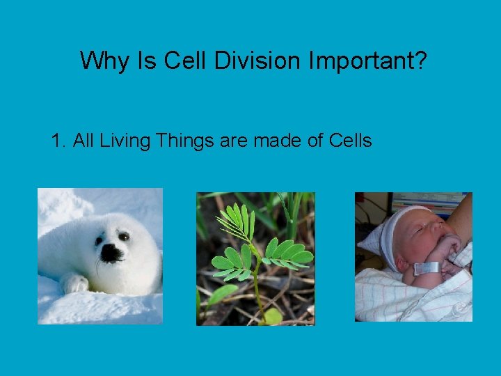 Why Is Cell Division Important? 1. All Living Things are made of Cells 