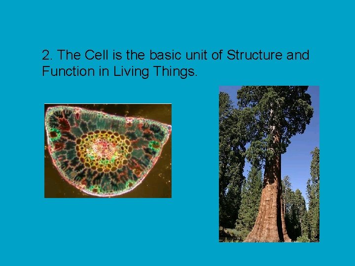 2. The Cell is the basic unit of Structure and Function in Living Things.