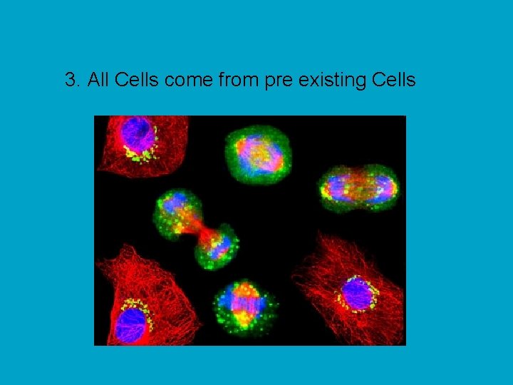 3. All Cells come from pre existing Cells 