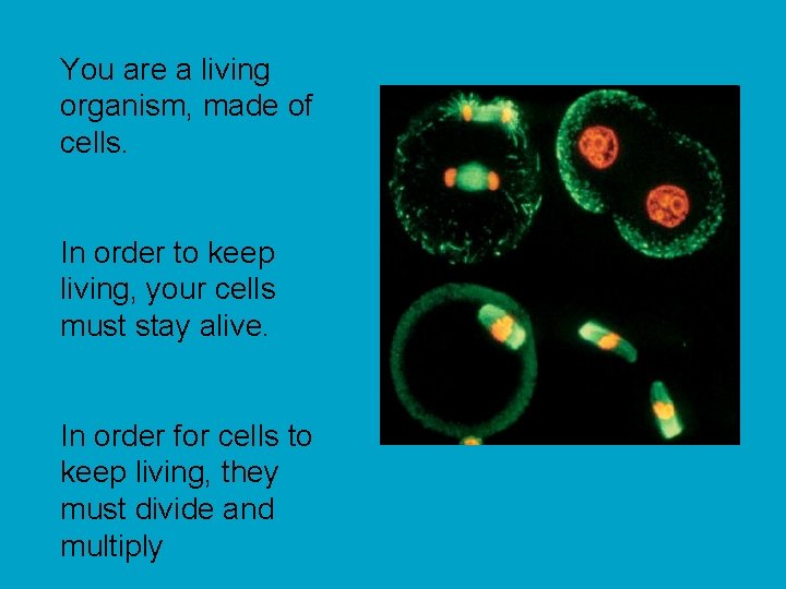 You are a living organism, made of cells. In order to keep living, your