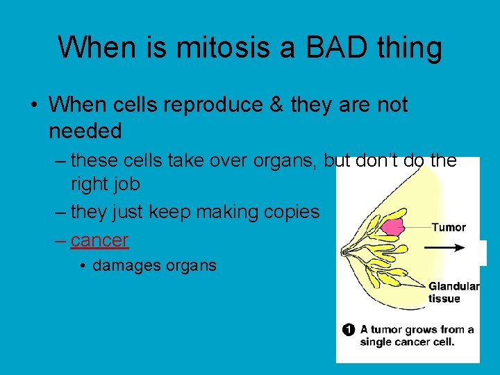 When is mitosis a BAD thing • When cells reproduce & they are not
