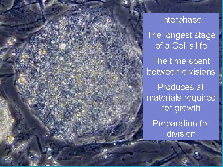 Interphase The longest stage of a Cell’s life The time spent between divisions Produces