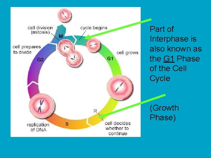 Part of Interphase is also known as the G 1 Phase of the Cell
