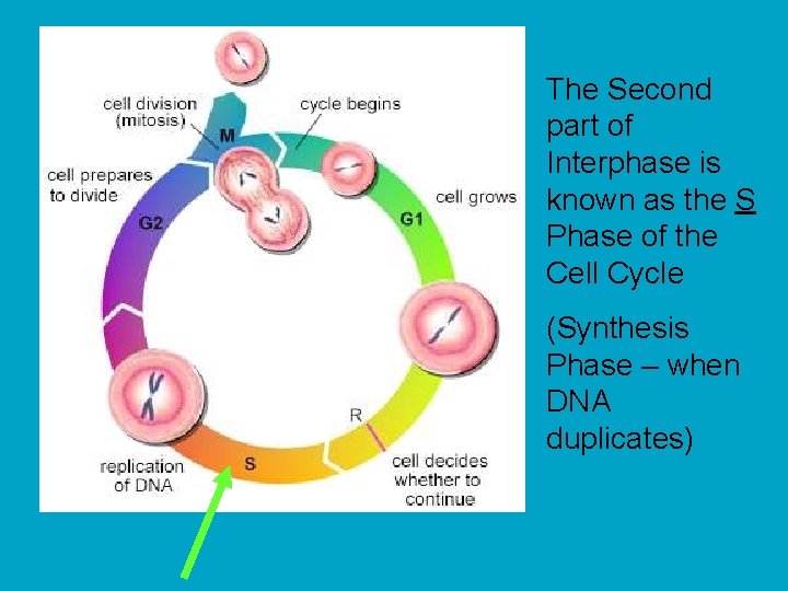 The Second part of Interphase is known as the S Phase of the Cell