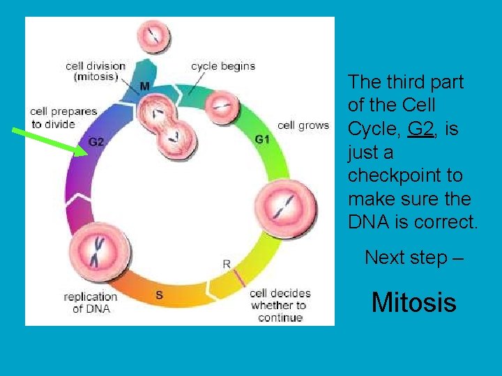 The third part of the Cell Cycle, G 2, is just a checkpoint to