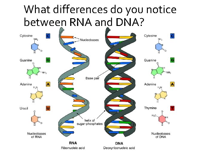 What differences do you notice between RNA and DNA? 