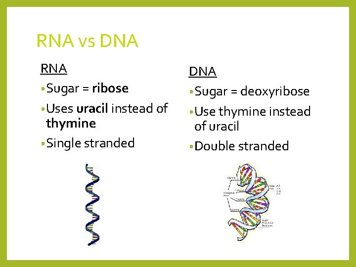 RNA vs DNA RNA • Sugar = ribose • Uses uracil instead of thymine
