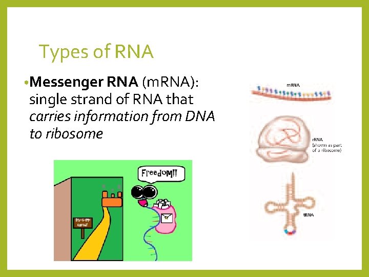 Types of RNA • Messenger RNA (m. RNA): single strand of RNA that carries