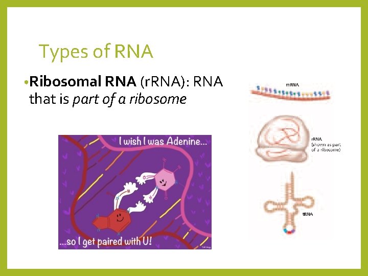 Types of RNA • Ribosomal RNA (r. RNA): RNA that is part of a