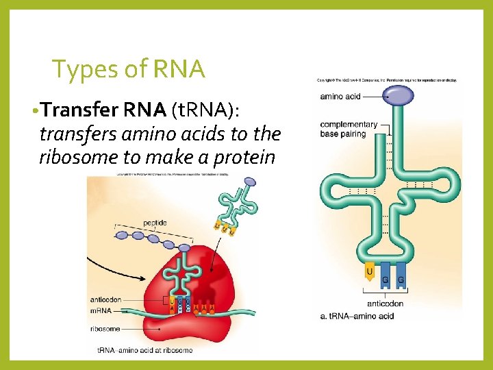 Types of RNA • Transfer RNA (t. RNA): transfers amino acids to the ribosome