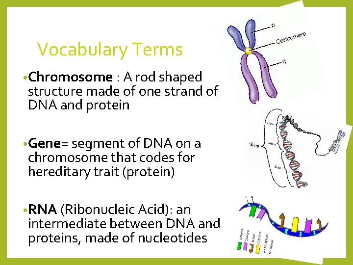 Vocabulary Terms • Chromosome : A rod shaped structure made of one strand of