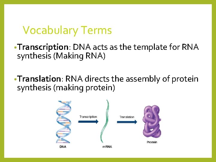 Vocabulary Terms • Transcription: DNA acts as the template for RNA synthesis (Making RNA)