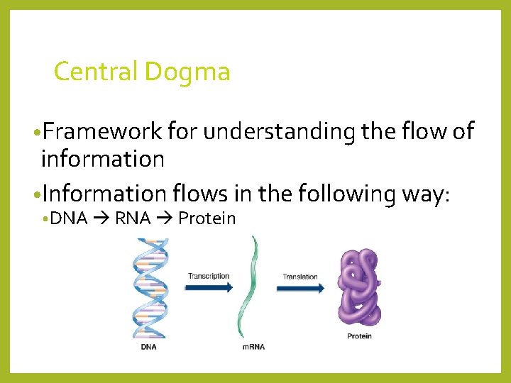 Central Dogma • Framework for understanding the flow of information • Information flows in