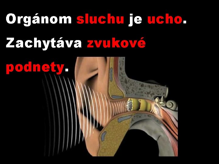 Orgánom sluchu je ucho. Zachytáva zvukové podnety. 