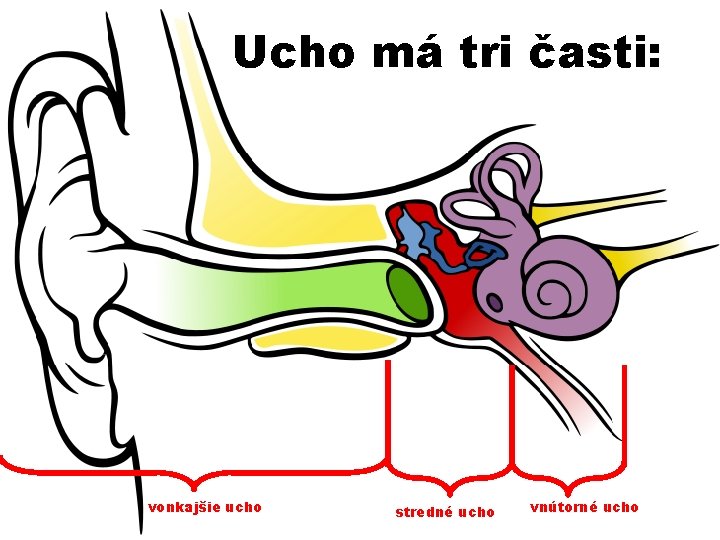 Ucho má tri časti: vonkajšie ucho stredné ucho vnútorné ucho 