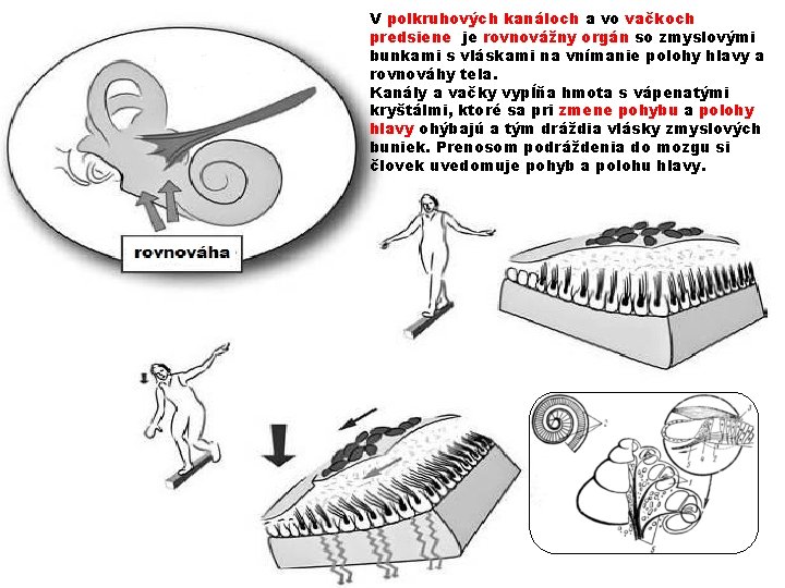 V polkruhových kanáloch a vo vačkoch predsiene je rovnovážny orgán so zmyslovými bunkami s