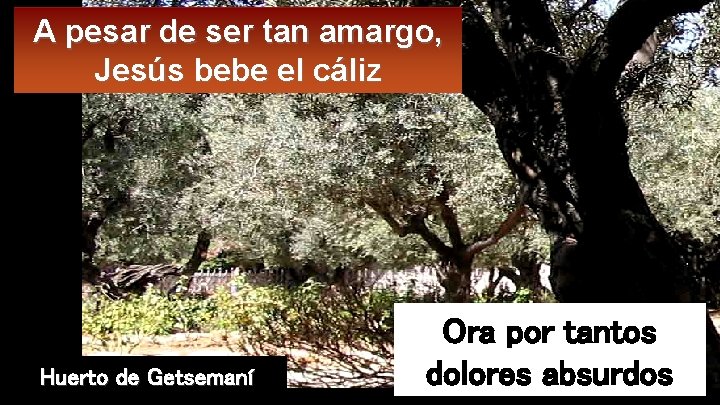 A pesar de ser tan amargo, Jesús bebe el cáliz Huerto de Getsemaní Ora