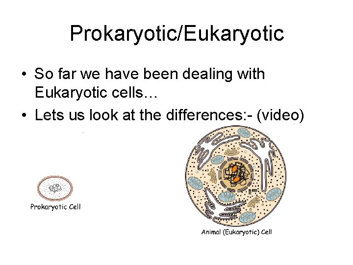 Prokaryotic/Eukaryotic • So far we have been dealing with Eukaryotic cells… • Lets us
