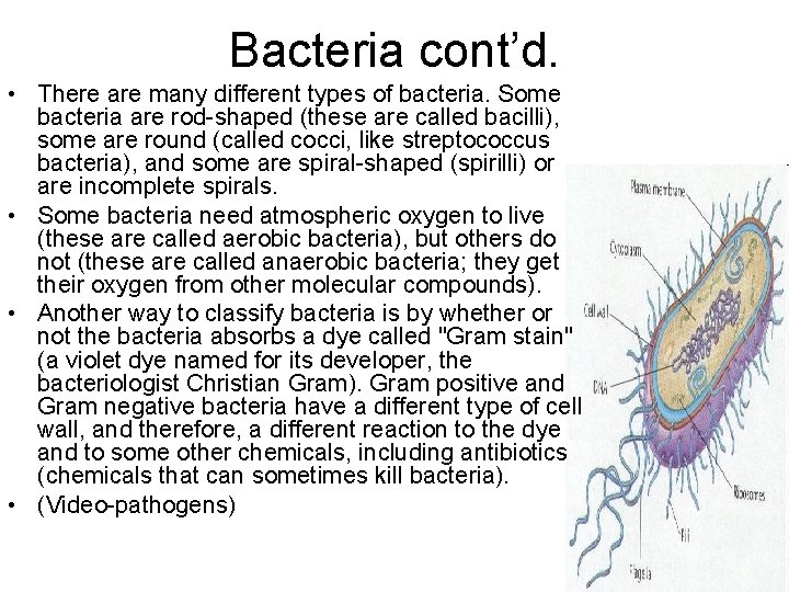 Bacteria cont’d. • There are many different types of bacteria. Some bacteria are rod-shaped