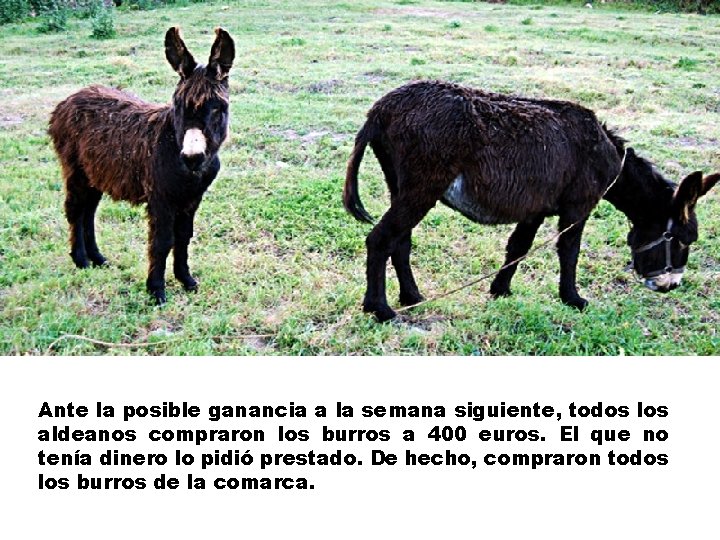 Ante la posible ganancia a la semana siguiente, todos los aldeanos compraron los burros