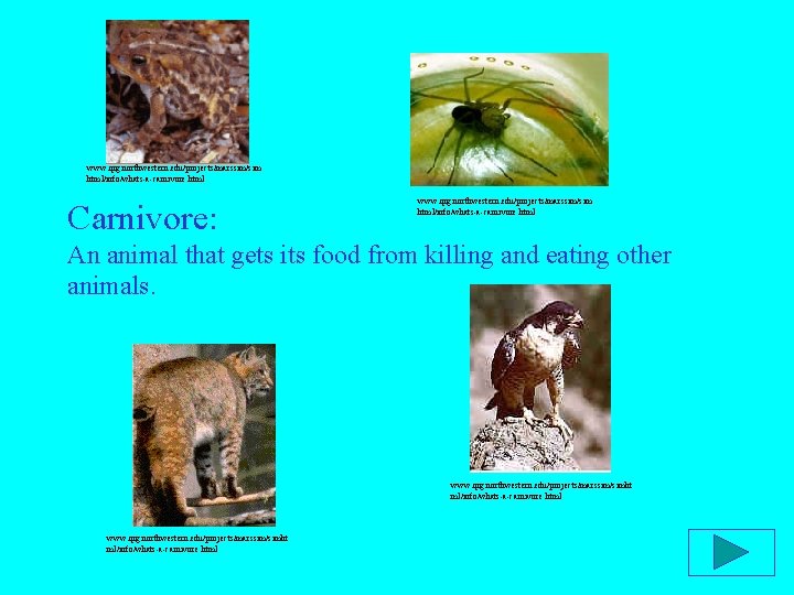 www. qrg. northwestern. edu/projects/marssim/sim html/info/whats-a-carnivore. html Carnivore: www. qrg. northwestern. edu/projects/marssim/sim html/info/whats-a-carnivore. html An