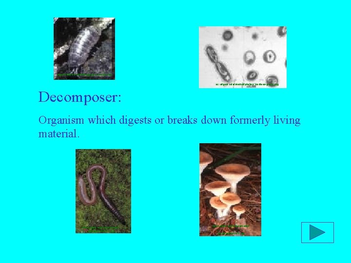 www. tiehh. ttu. edu/mhooper/ research. htm uc. rutgers. edu/medrel/photos/ bacteria-green. jpg Decomposer: Organism which