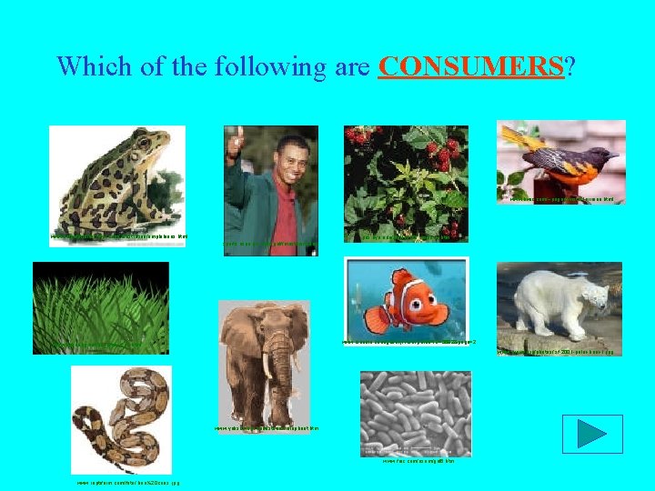 Which of the following are CONSUMERS? www. kwic. com/~pagodavista/ lorraine. html www. scientificillustrator. com/