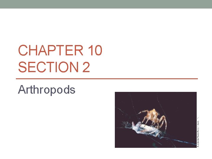 CHAPTER 10 SECTION 2 Arthropods 