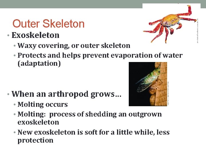 Outer Skeleton • Exoskeleton • Waxy covering, or outer skeleton • Protects and helps