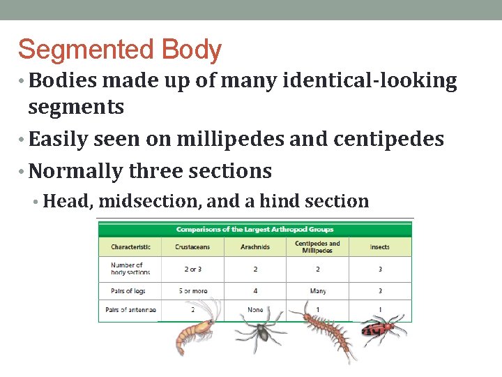 Segmented Body • Bodies made up of many identical-looking segments • Easily seen on