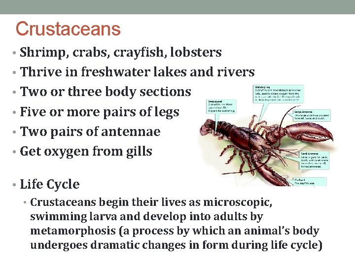 Crustaceans • Shrimp, crabs, crayfish, lobsters • Thrive in freshwater lakes and rivers •