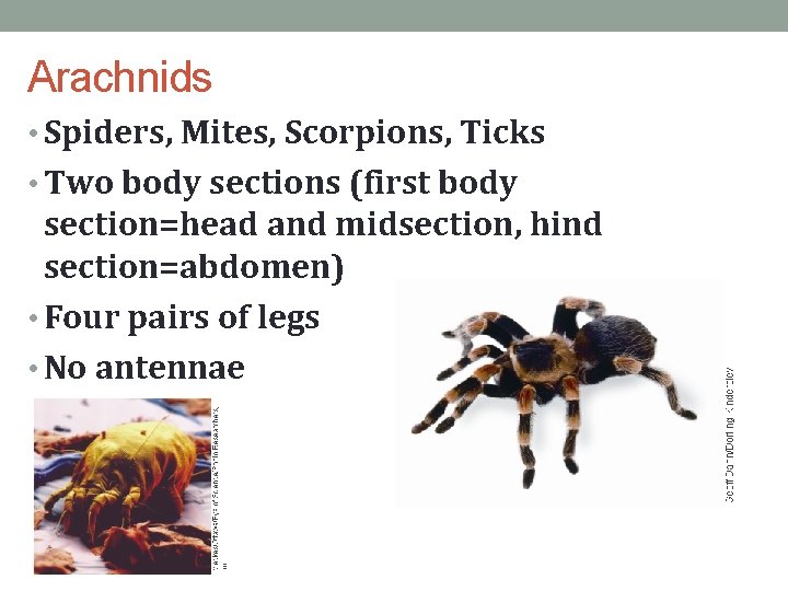 Arachnids • Spiders, Mites, Scorpions, Ticks • Two body sections (first body section=head and