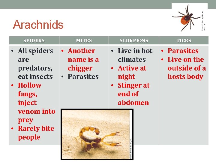 Arachnids SPIDERS MITES • All spiders • Another are name is a predators, chigger